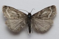 Catoptria trichostomus