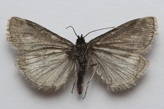 Catoptria trichostomus