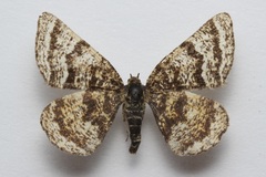 Epelis truncataria
