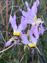 Primula clevelandii