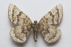 Epelis truncataria