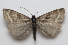 Catoptria trichostomus