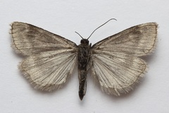 Catoptria trichostomus