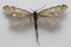 Greya variabilis
