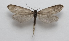 Greya variabilis