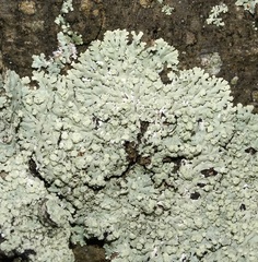 Physcia americana
