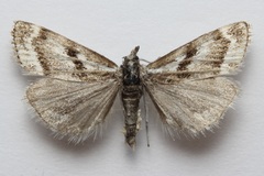 Catoptria trichostomus