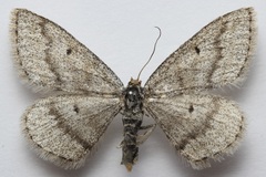 Scopula cajanderi