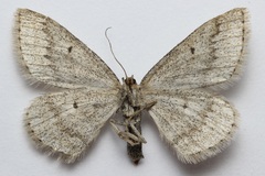 Scopula cajanderi
