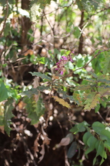 Acanthus polystachyus