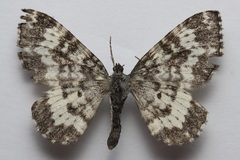 Rheumaptera hastata