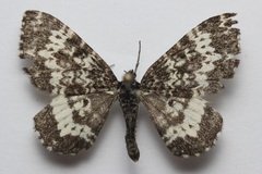 Rheumaptera hastata