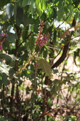 Acanthus polystachyus