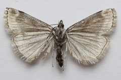 Catoptria trichostomus