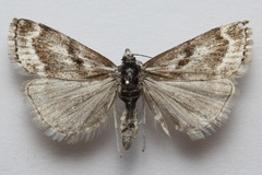 Catoptria trichostomus