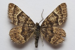 Epelis truncataria