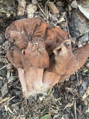 Gyromitra infula