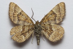 Epelis truncataria