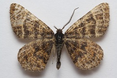 Epelis truncataria