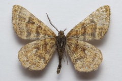 Epelis truncataria