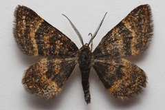 Epelis truncataria