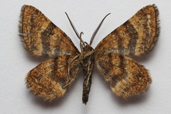 Epelis truncataria