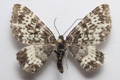 Rheumaptera hastata