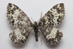Rheumaptera hastata