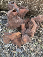 Gyromitra infula
