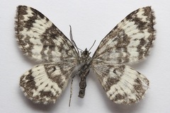 Rheumaptera hastata