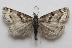 Catoptria trichostomus