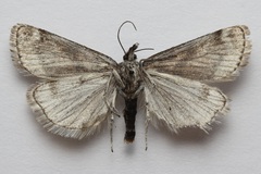 Catoptria trichostomus
