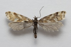 Greya variabilis