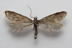 Greya variabilis