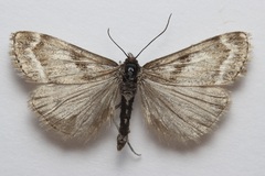 Catoptria trichostomus