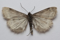 Catoptria trichostomus