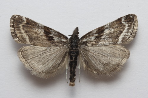 Catoptria trichostomus