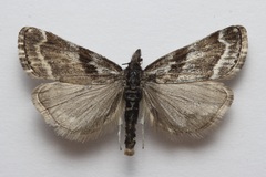 Catoptria trichostomus