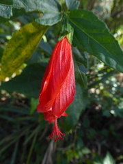 Malvaviscus penduliflorus