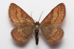Scopula sentinaria