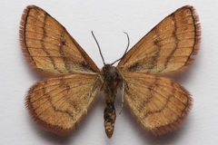 Scopula sentinaria