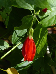 Malvaviscus penduliflorus