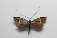 Nemophora bellela