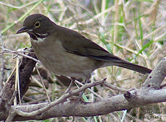 Turdus assimilis