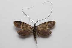 Nemophora bellela