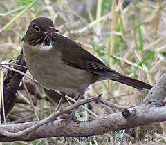 Turdus assimilis