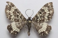Rheumaptera hastata