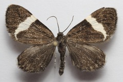 Trichodezia albovittata