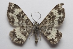Rheumaptera hastata