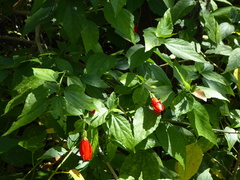 Malvaviscus penduliflorus